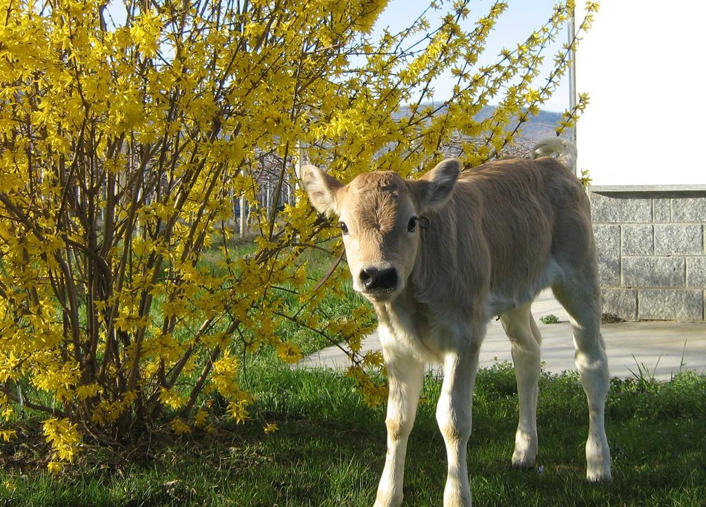 Agriturismo Fior Di Campo Dronero Dış mekan fotoğraf