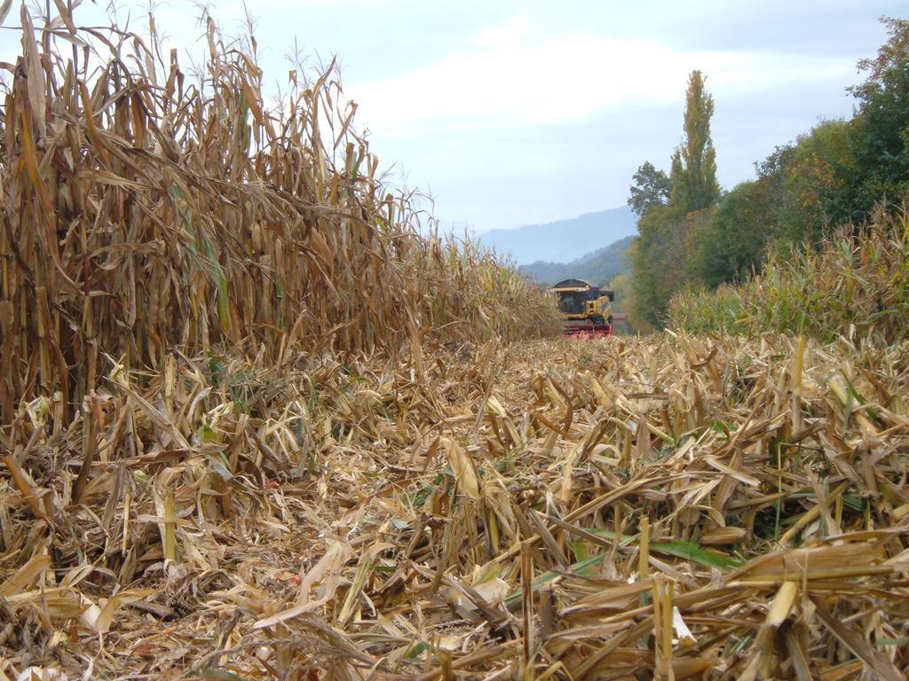 Agriturismo Fior Di Campo Dronero Dış mekan fotoğraf