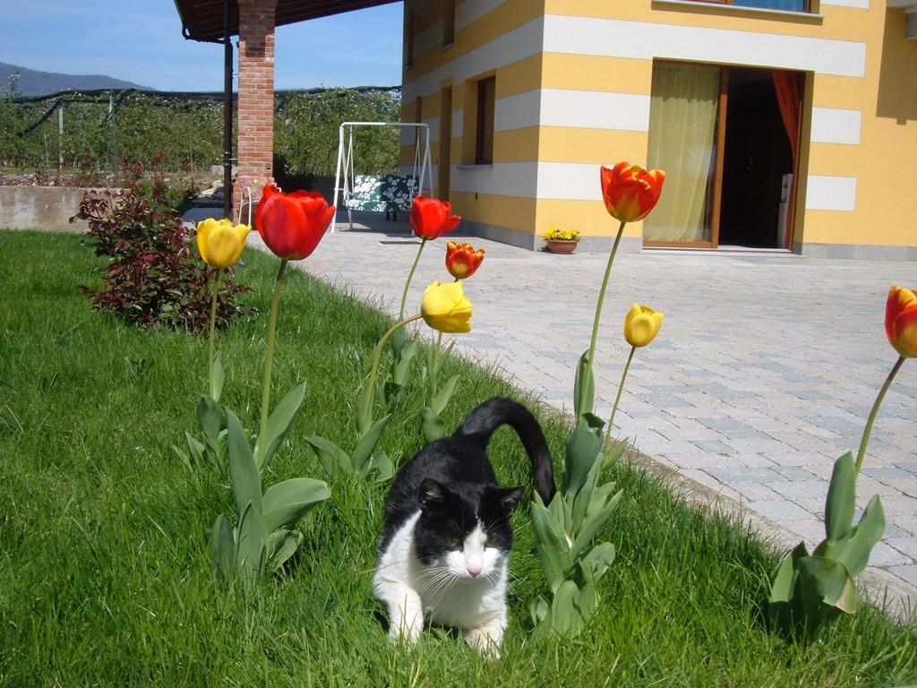 Agriturismo Fior Di Campo Dronero Dış mekan fotoğraf